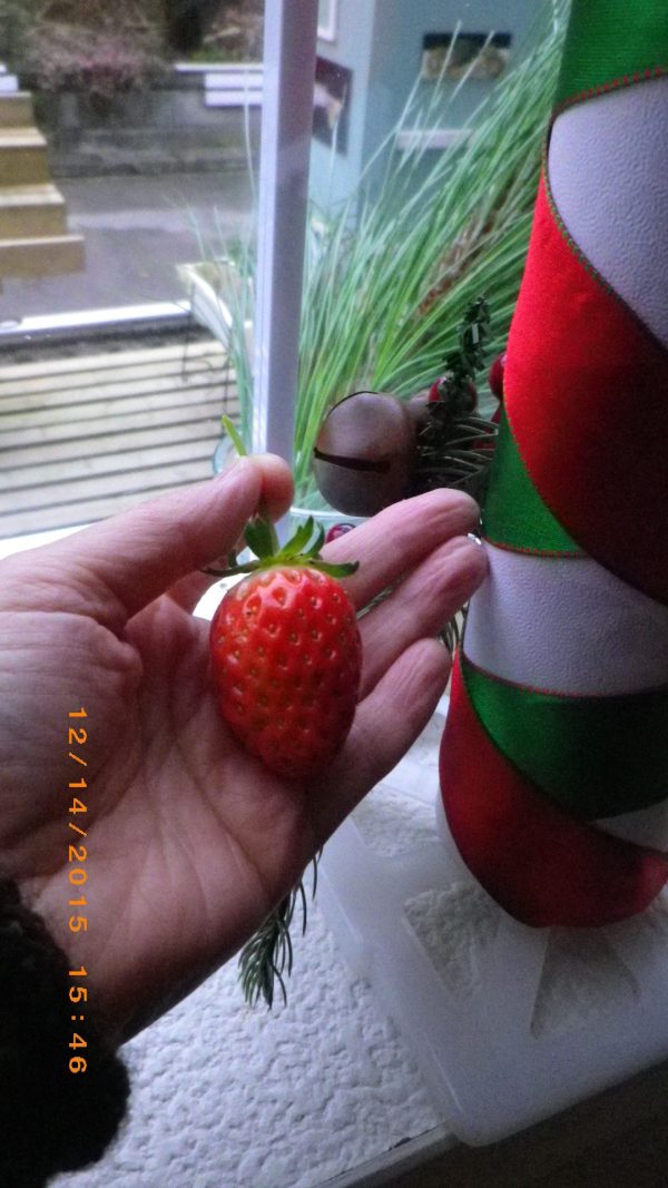 北向きの玄関　北向きに階段を