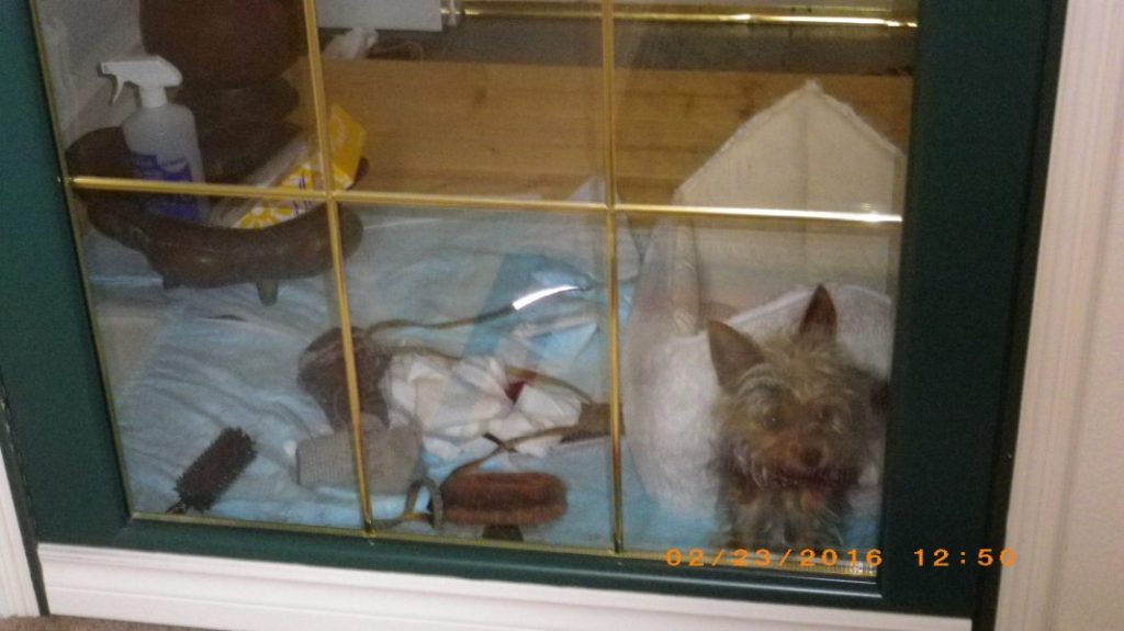 春の突風　筋肉痛でお紅茶で一服