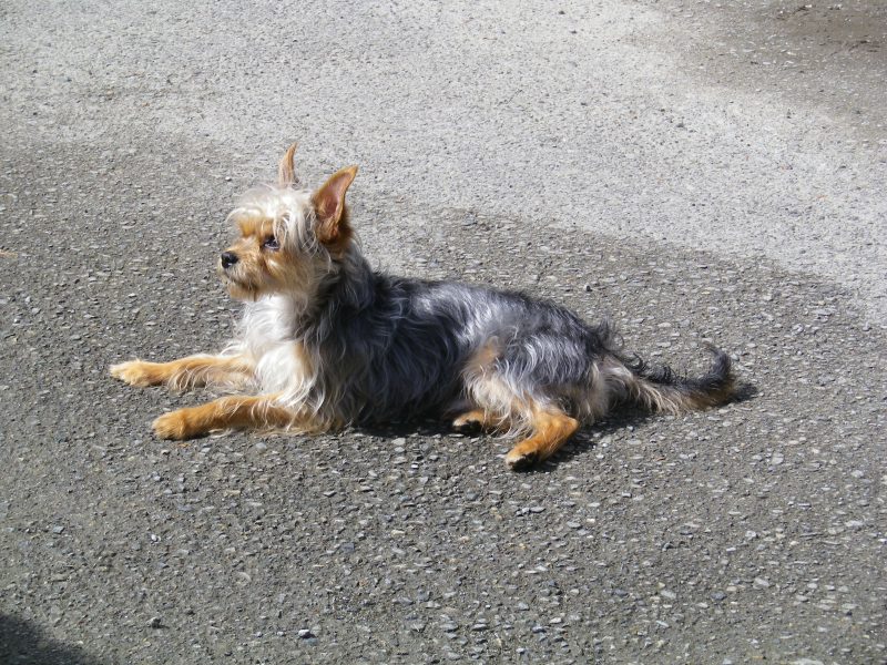 外階段　下地完成