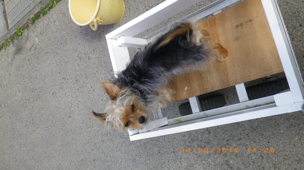 外階段　タイル貼り　2段目