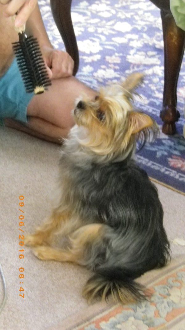 お犬様の　お通りーーー