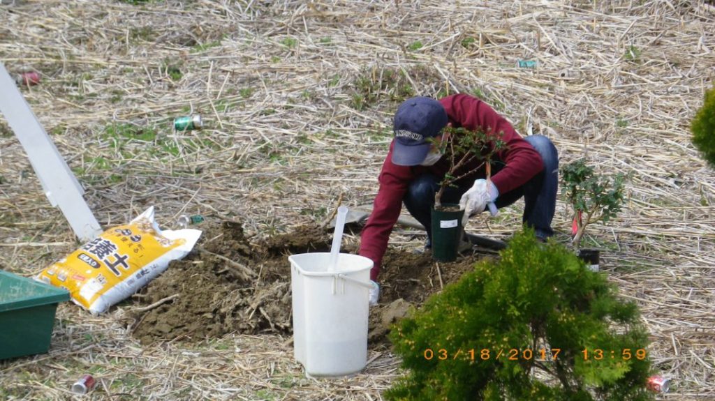鮭と薔薇の日々