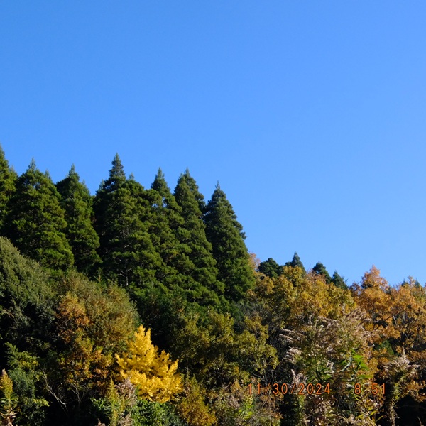花粉症なのに杉山に引っ越す愚かさ