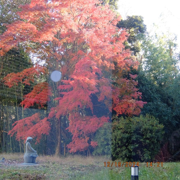 紅葉になった